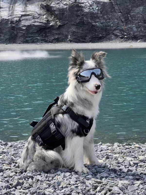 边境牧羊犬:智商超高,精力旺盛,适合喜欢户外活动的人