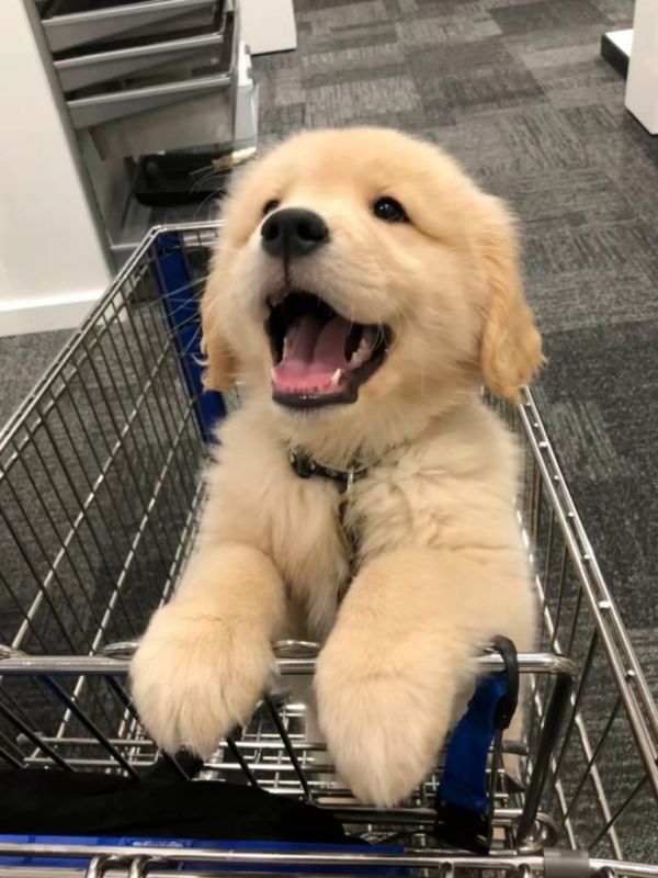金毛寻回犬:友好忠诚,是家庭宠物的首选