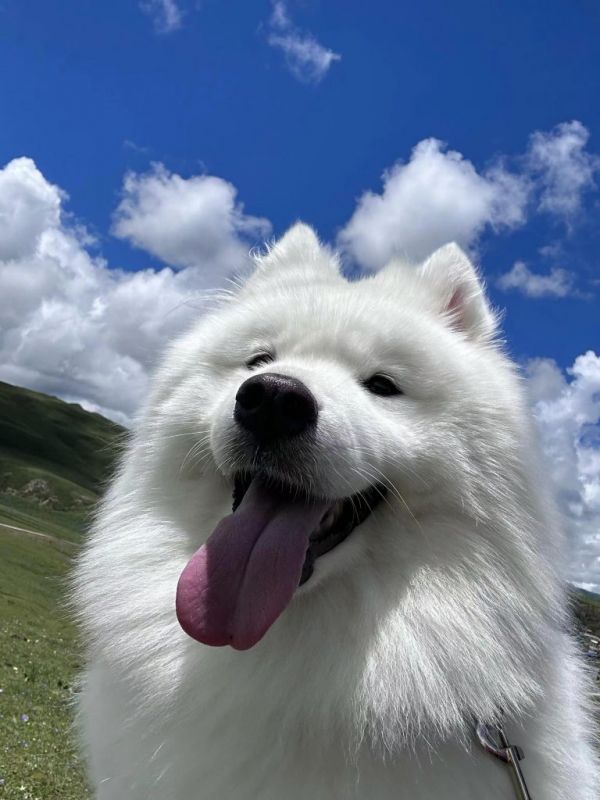 萨摩耶犬:微笑天使,性格友好,适合大家庭