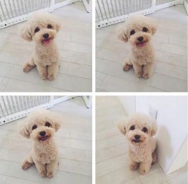 十大适合家养的小型犬,你最喜欢哪一种?