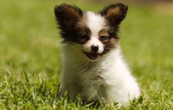 十大适合家养的小型犬,你最喜欢哪一种?