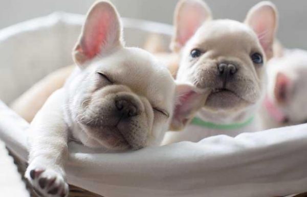 十大适合家养的小型犬,你最喜欢哪一种?