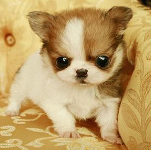 十大适合家养的小型犬,你最喜欢哪一种?