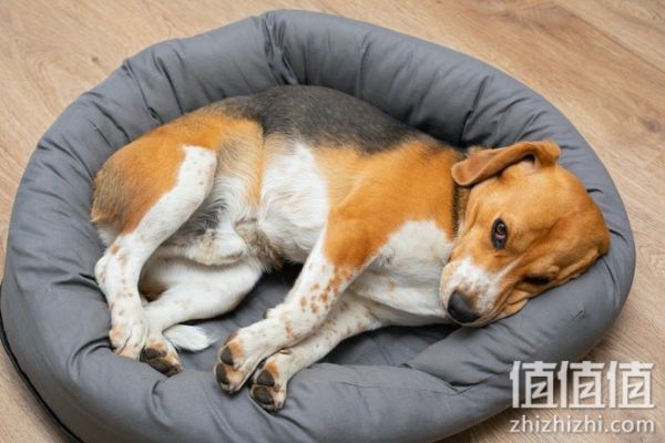 狗窝・狗床选购指南