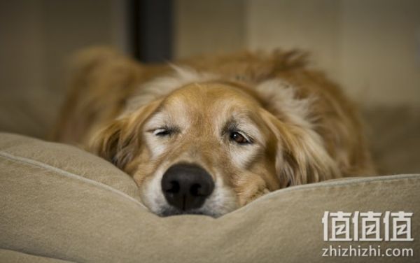 狗窝・狗床选购指南