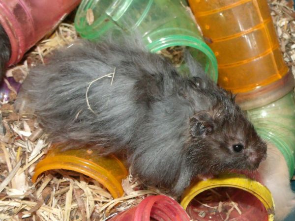 cómo es el hamster de angora
