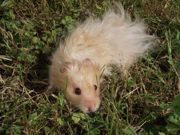 Cuidados para el hámster de angora