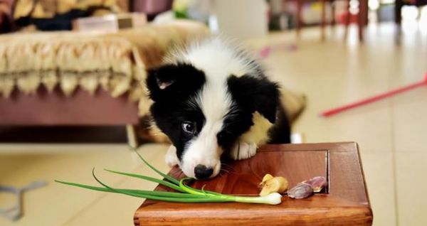 狗狗需要什么样的食物？（探究宠物狗饮食的选择和营养需求，保障它们的健康成长）