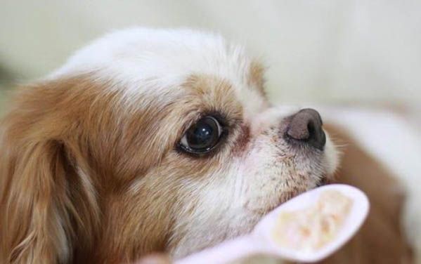 狗狗长期吃三文鱼边角料好吗