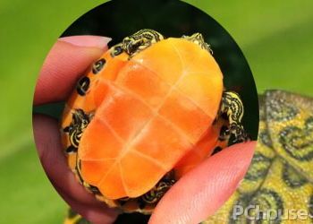 火焰龟饲养方法