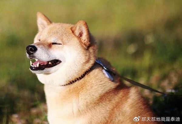 狗狗健康营养小厨房，科学营养简单自制狗粮的方法和教程