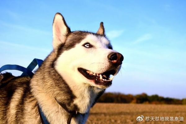 狗狗健康营养小厨房，科学营养简单自制狗粮的方法和教程