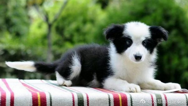 狗狗健康营养小厨房，科学营养简单自制狗粮的方法和教程