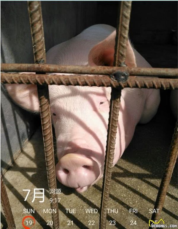 饲养宠物猪猪是一种怎样的体验？