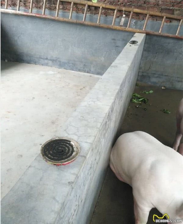 饲养宠物猪猪是一种怎样的体验？