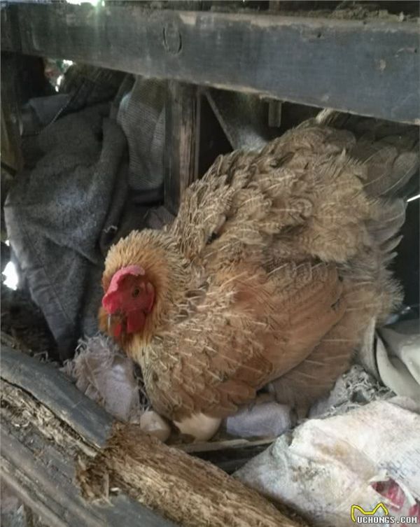 饲养宠物猪猪是一种怎样的体验？