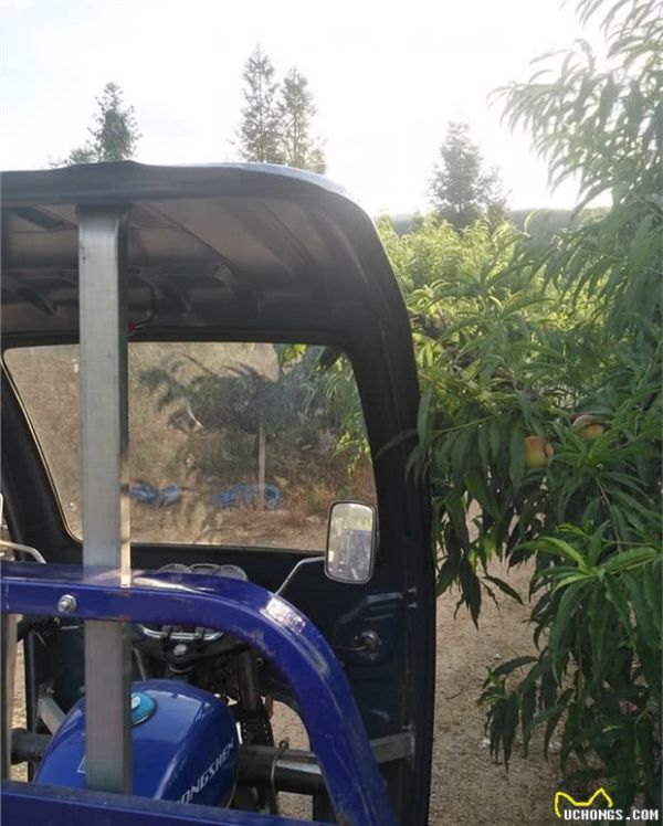 饲养宠物猪猪是一种怎样的体验？