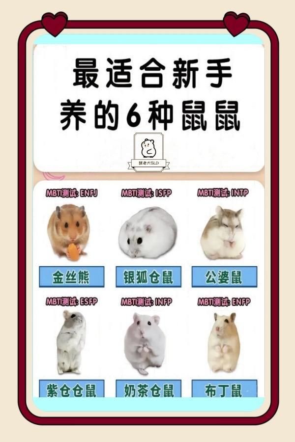 最适合新手养的6种鼠鼠。知道新手最适合养哪些鼠鼠嘛？今日分享最适合新手养的几种金丝熊仓鼠#金丝熊 #养鼠日常分享 #萌宠出道计划 #神奇动物在抖音 #仓鼠