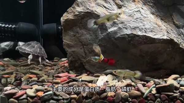 高够力龟粮