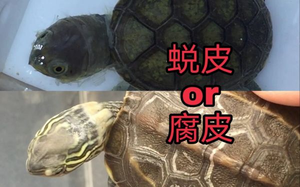 乌龟腐皮:保守且安全的治疗方法