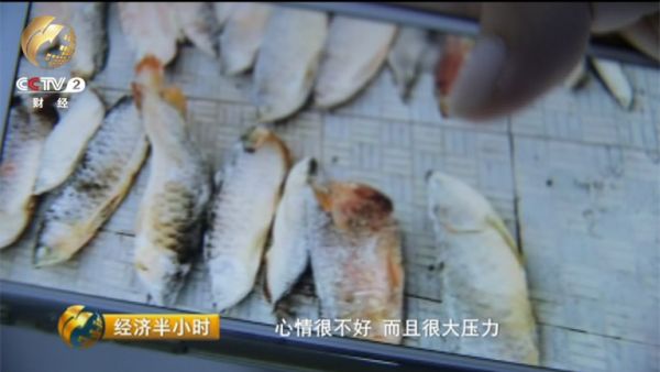 1年前，由于龙鱼销售不错，陈远志决定加大进口量自己搞养殖，想从龙鱼苗养起，这样利润能更高。然而没想到一场瘟疫，让龙鱼死掉了一大半。