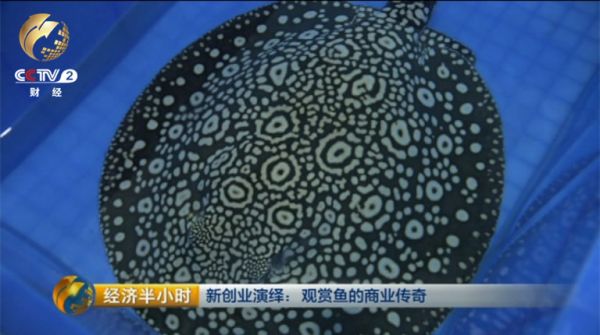 李润林的渔场里，有600多条母鱼。其中最珍贵的一条叫太阳花。曾有人出200万元收购它。