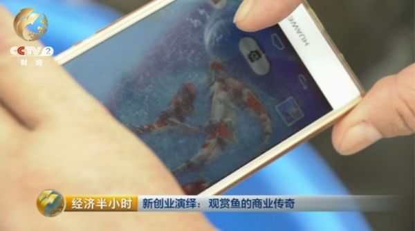 周团章告诉记者，现在网上销售已经成为观赏鱼销售的一个主要渠道。