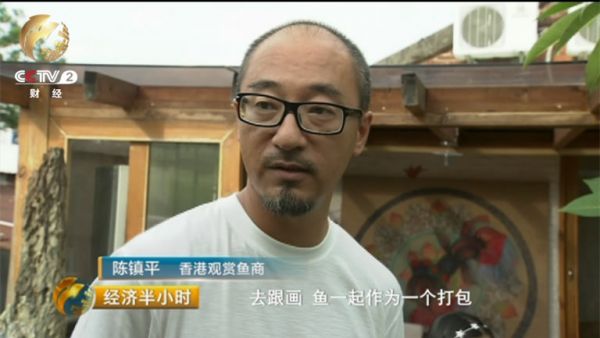 　最近一年，陈镇平发现金鱼玩家们又有了一个新的需求。