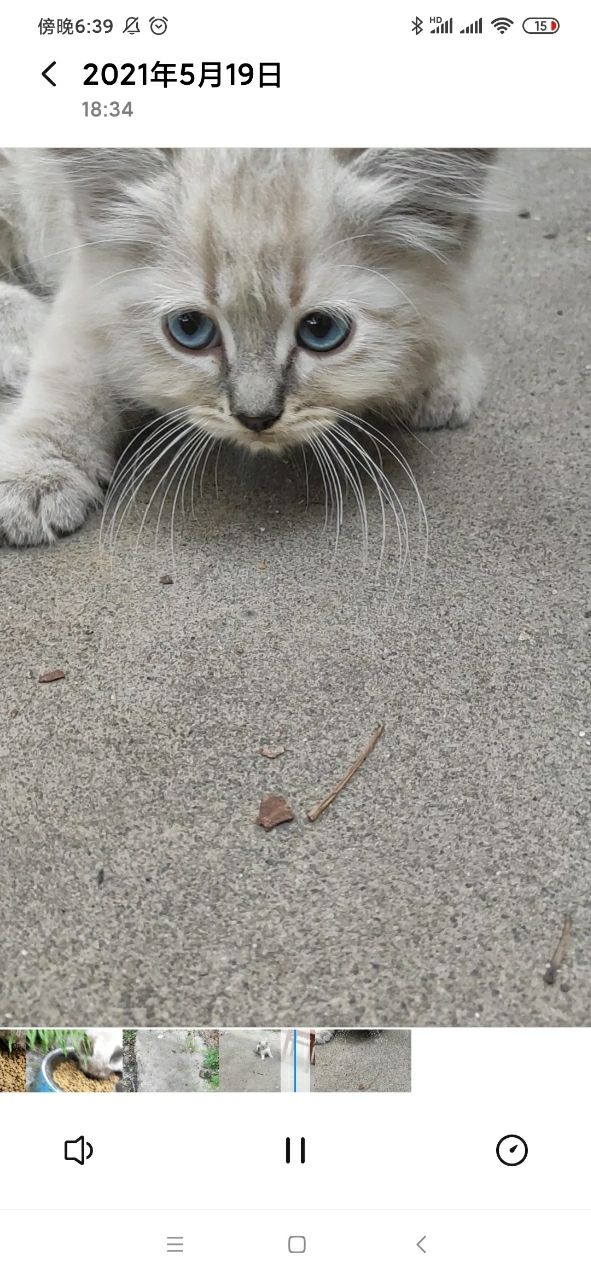 布偶猫，家养，找新家