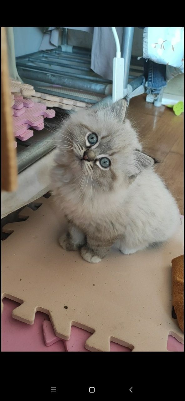布偶猫