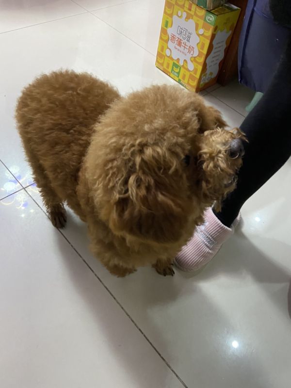 翡翠滨江外捡到的。有点胖