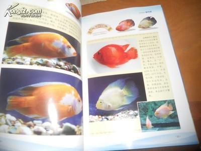 观赏鱼交易网站有哪些（全球观赏鱼文化探秘） 速倍妥 第3张