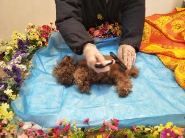 二线城市宠物殡葬行业一年赚多少钱?揭秘隐藏的市场潜力与创业新机遇!