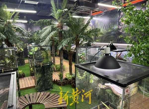 “异宠”被包装成儿童节礼物热销，价格从几十元到几万元不等，业内人士：供不应求