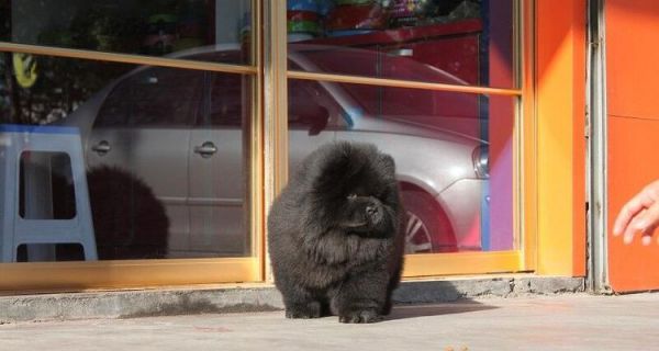松狮犬洗澡全指南（了解目的、时间及方法，让你的宠物更健康）