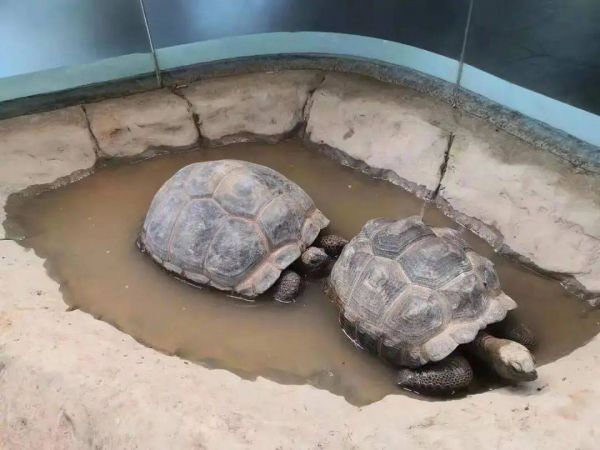 上海嘟噜萌宠乐园的乌龟们