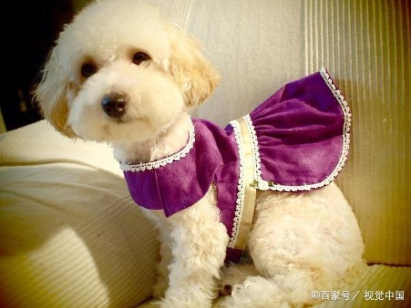 寄养狗狗前的准备事项，一个也不能少哦