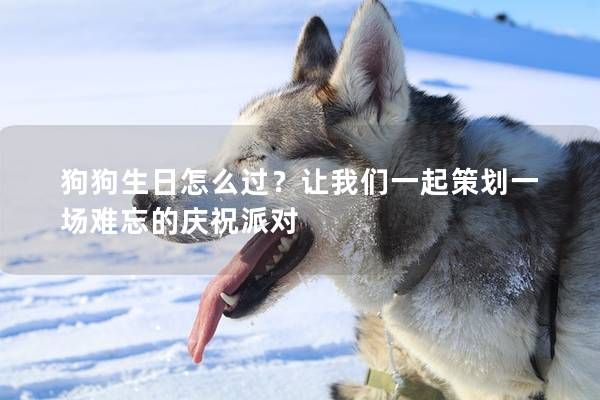 狗狗生日怎么过？让我们一起策划一场难忘的庆祝派对