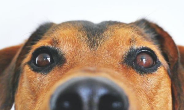 宠物狗