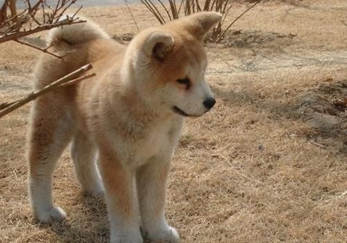 秋田犬