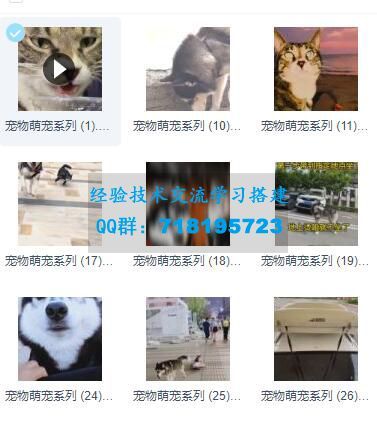 宠物视频合集 宠物萌宠系列