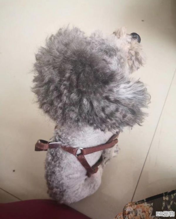 猫式spa什么样，做美容宠物猫