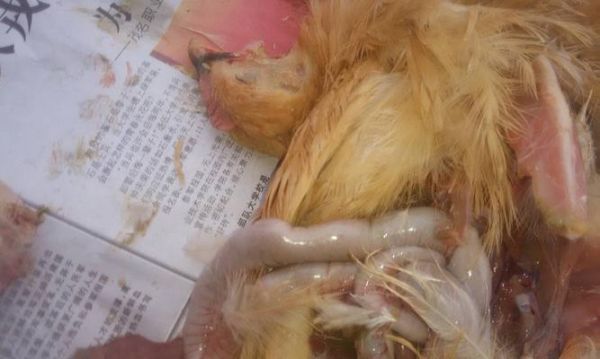 狗狗得球虫该怎么办（以宠物为主）