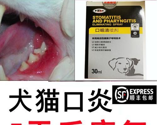 解决猫口炎不吃饭难题（宠物健康必须知道的7种方法）