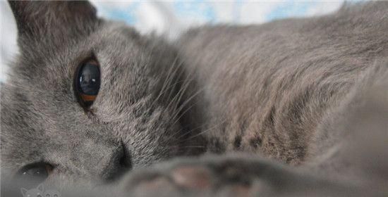 解决猫口炎不吃饭难题（宠物健康必须知道的7种方法）
