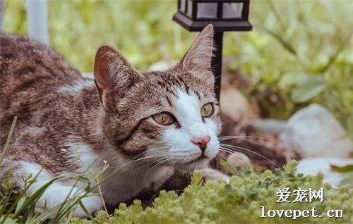 猫前庭综合症是什么病？如何治疗猫前庭综合症？