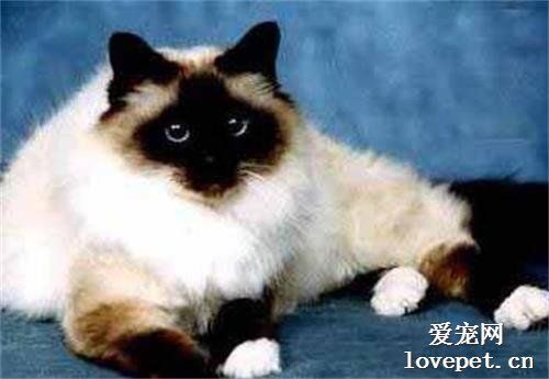 猫前庭综合症是什么病？如何治疗猫前庭综合症？