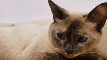 当我有了一只猫