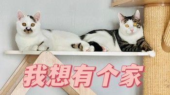 看腻了美女帅哥，快来看看软萌的喵喵，让人瞬间治愈还解压