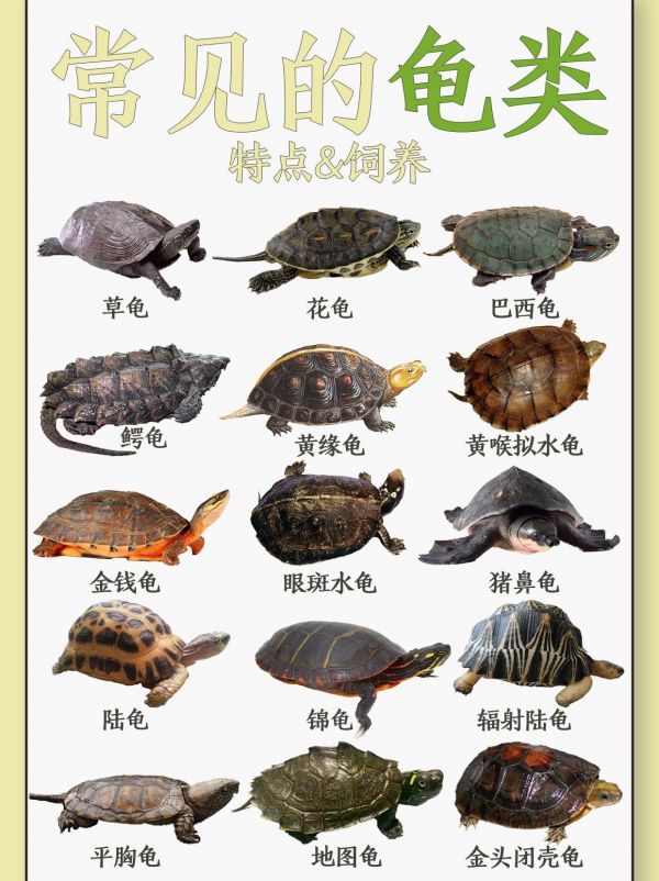 第5集:30种龟类图鉴大赏。常见龟类有巴西龟、中华草龟、地图龟、锦龟、黄头侧颈龟、鳄龟、枫叶龟、中华花龟、眼斑水龟、缅甸陆龟、黄缘盒龟等。 其中,巴西龟是市面上最常见的龟类之一,中华草龟则在我国分布最广,是国际市场上畅销的龟类。 此外,还有平胸龟、黄喉拟水龟等也是常见的龟类。#乌龟 #三农 #养龟人 #龟龟 #龟宠